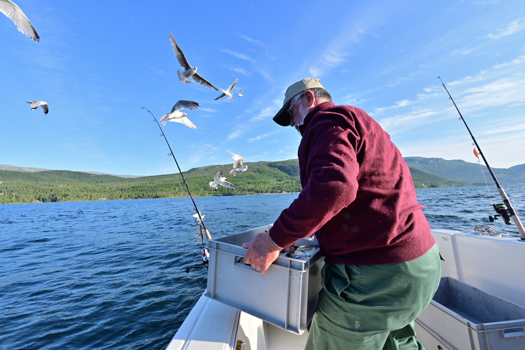 Fischabfall für die Möwen