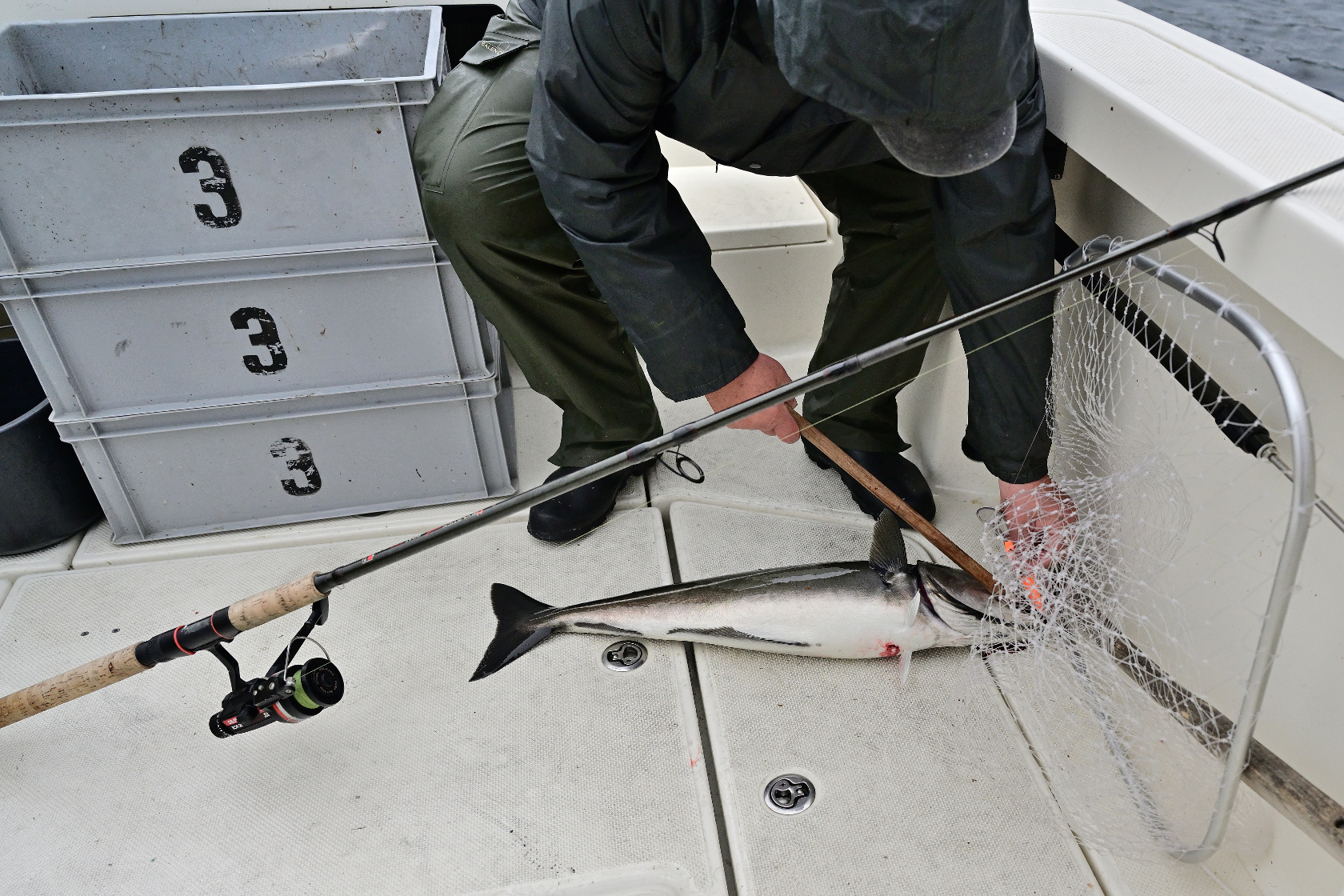 Ein prächter Seelachs